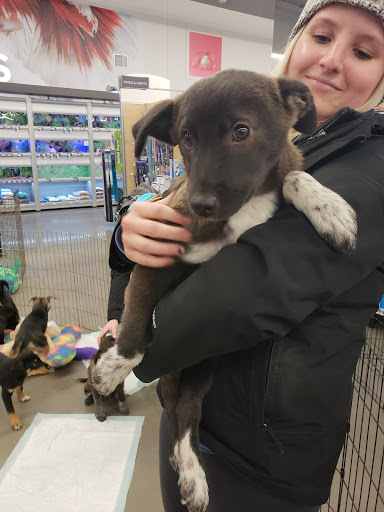 Pet Store «PetSmart», reviews and photos, 10451 Baltimore St NE, Blaine, MN 55449, USA