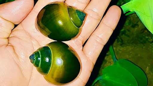 Trại ốc bươu cần thơ