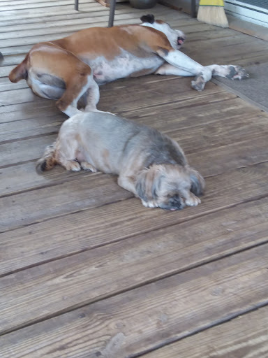 Ice Cream Shop «Rodeo Whip», reviews and photos, 1250 S Woodland Blvd, DeLand, FL 32720, USA