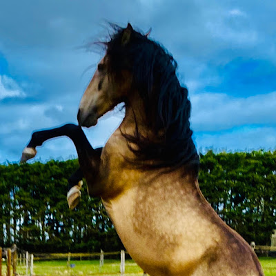 Haras Prynn à Condé-sur-Vesgre
