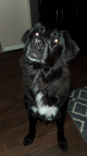 Pet Supply Store «EarthWise Pet Supply & Grooming», reviews and photos, 245 Fries Mill Rd, Blackwood, NJ 08012, USA