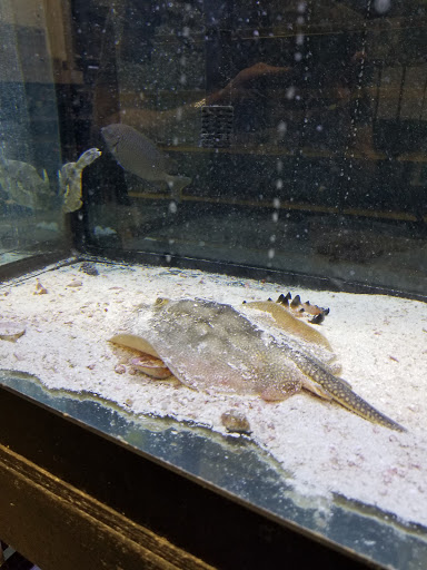 Tropical Fish Store «Reef Life Aquariums», reviews and photos, 5511 US-280 #310, Birmingham, AL 35242, USA