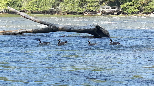 Park «Jones Bridge Park», reviews and photos, 4901 E Jones Bridge Rd, Peachtree Corners, GA 30092, USA