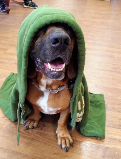 Pet Adoption Service «Pet Things», reviews and photos, 6880 Douglas Blvd E, Douglasville, GA 30135, USA