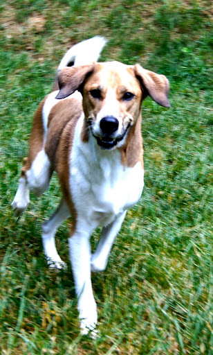 Pet Boarding Service «About Pets Center», reviews and photos, 1604 Conehurst Blvd, Salem, VA 24153, USA