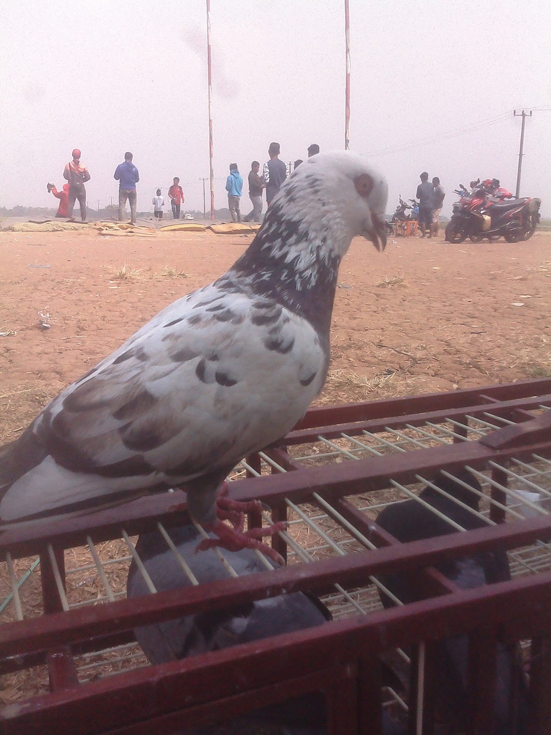 Lapak Burung Merpati Kp.kramat