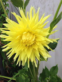 honeybee landscaping - Photo 5 - Car repair in , Metairie