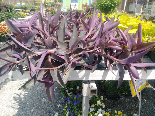 Florist «Robben Florist & Garden Center», reviews and photos, 352 Pedretti Ave, Cincinnati, OH 45238, USA