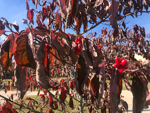 Park «Manassas Park Community Center», reviews and photos, 99 Adams St, Manassas Park, VA 20111, USA