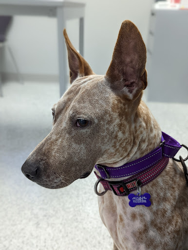 Shelter Veterinary Solutions