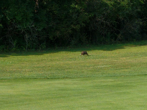 Golf Course «Glenview Golf Course», reviews and photos, 10965 Springfield Pike, Cincinnati, OH 45246, USA