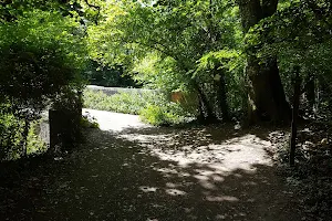 Lower Flexford Nature Reserve image