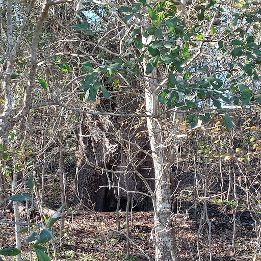 Nature Preserve «Jackson Nature Park», reviews and photos, 9284 County Rd 401, Stockdale, TX 78160, USA