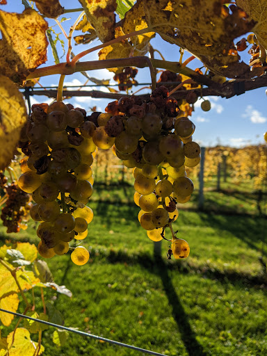Winery «McEachran Homestead Winery», reviews and photos, 1917 Wyman School Rd, Caledonia, IL 61011, USA
