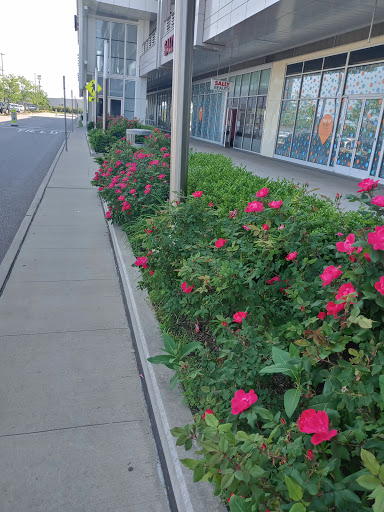 Dollar Store «Dollar Tree», reviews and photos, 200 Hempstead Turnpike, West Hempstead, NY 11552, USA