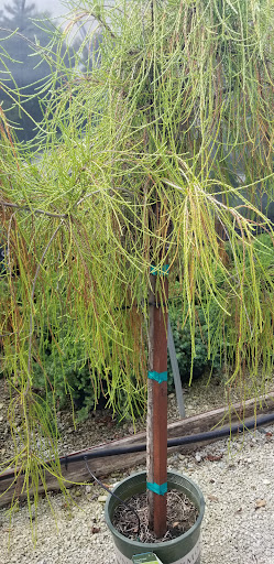 Garden Center «Holscher & Hackman Garden Center», reviews and photos, 6088 Harrison Ave, Cincinnati, OH 45247, USA