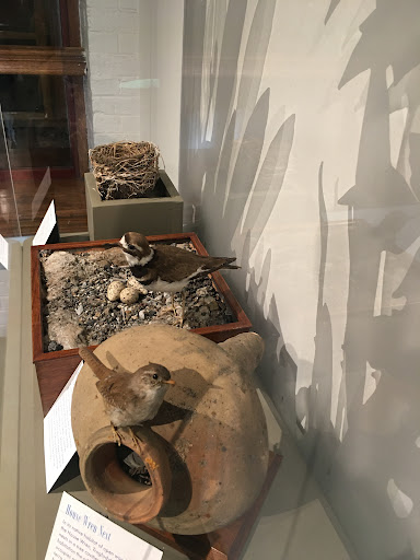 Natural History Museum «Harvard Museum of Natural History», reviews and photos, 26 Oxford St, Cambridge, MA 02138, USA