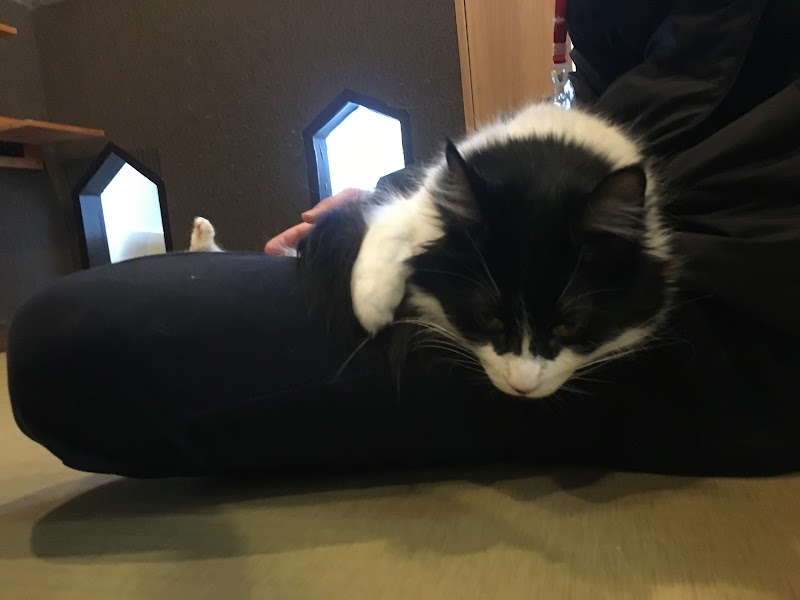 猫カフェ 猫喫茶 空陸家 前橋店 群馬県前橋市元総社町 カフェ 喫茶 グルコミ