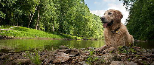 Veterinaria Gemma Hervàs en Barcelona