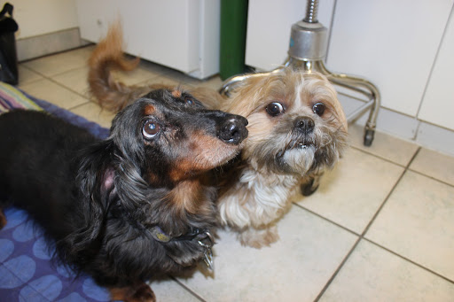 Alpine Veterinary Hospital image
