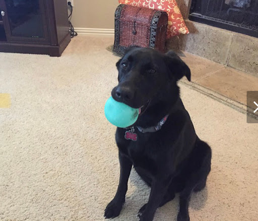 Grocery Store «Kroger», reviews and photos, 1950 N Goliad St, Rockwall, TX 75087, USA