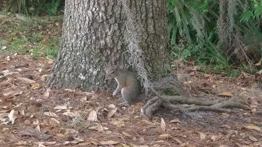 Bicycle Rental Service «Celebration Bike Rental», reviews and photos, 700 Bloom St, Celebration, FL 34747, USA