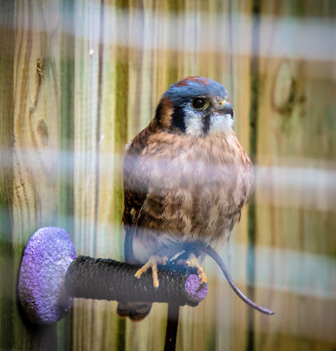 Nature Preserve «Iowa Raptor Center», reviews and photos, 2095 Mehaffey Bridge Rd NE, Solon, IA 52333, USA