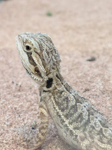 Pet Supply Store «Pet Supermarket, Inc.», reviews and photos, 598 N McCarran Blvd, Sparks, NV 89431, USA