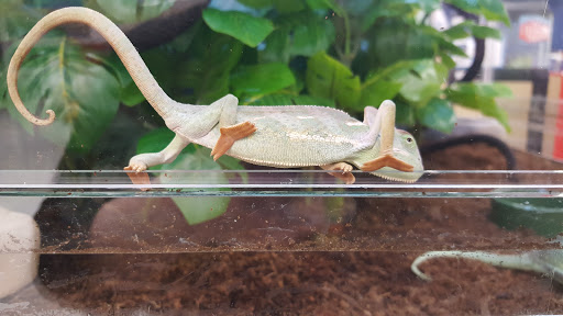 Pet Supply Store «Petco Animal Supplies», reviews and photos, 5239 Harvey St, Norton Shores, MI 49444, USA