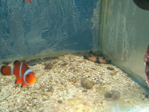 Pet Store «Leesburg Pet Center», reviews and photos, 959 N 14th St, Leesburg, FL 34748, USA