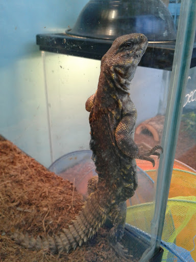 Pet Supply Store «D & D Pet Center», reviews and photos, 8813 Michigan Ave, Detroit, MI 48210, USA