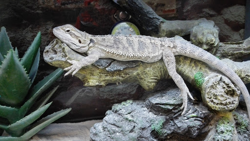 Pet Supply Store «Petco Animal Supplies», reviews and photos, 8111 W Broward Blvd, Plantation, FL 33324, USA