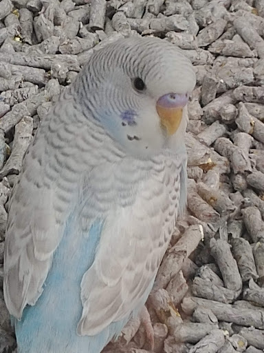 Pet Supply Store «Petco Animal Supplies», reviews and photos, 2435 N Hwy 67, Florissant, MO 63033, USA