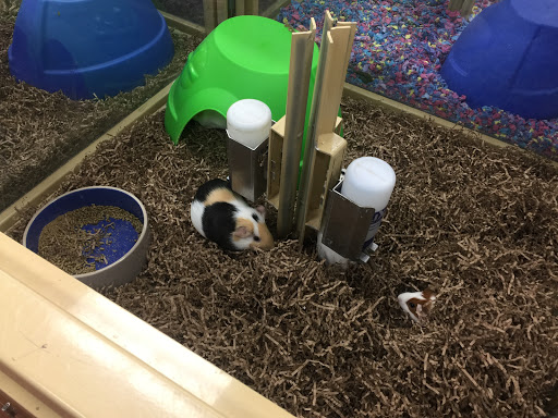 Pet Supply Store «Pet Supermarket», reviews and photos, 835 Blanding Blvd, Orange Park, FL 32065, USA