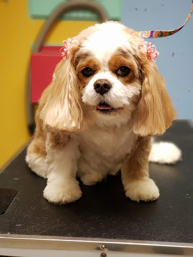 Pet Groomer «One Stop Pet Shop Inc», reviews and photos, 1375 Chestnut St # 103, Emmaus, PA 18049, USA