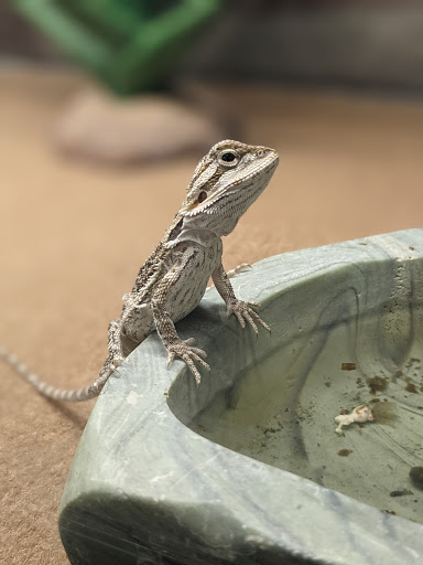 Pet Supply Store «Petco Animal Supplies», reviews and photos, 1933 South Rd, Poughkeepsie, NY 12601, USA