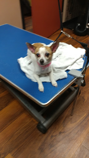 Pet Store «Pet Valu», reviews and photos, 2645 Shillington Rd, Sinking Spring, PA 19608, USA