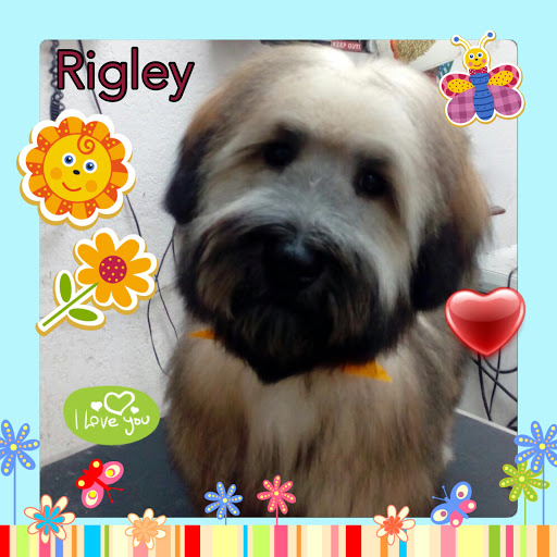 Pet Store «La Bone Pet Spa», reviews and photos, 8739 Stirling Rd, Cooper City, FL 33328, USA