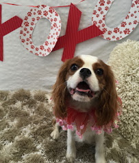 Wags & Wiggles - Photo 9 - Car repair in Rancho Santa Margarita, CA, Mission Viejo
