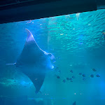 Photo n° 7 de l'avis de Benjack.u fait le 11/09/2023 à 08:57 pour Nausicaa Centre National De La Mer à Boulogne-sur-Mer