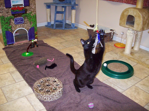 Cat Country Resort LLC