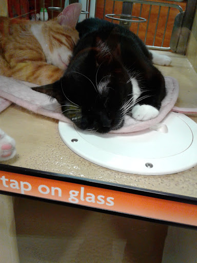 Pet Supply Store «PetSmart», reviews and photos, 2102 W Union Blvd #22A, Bethlehem, PA 18018, USA