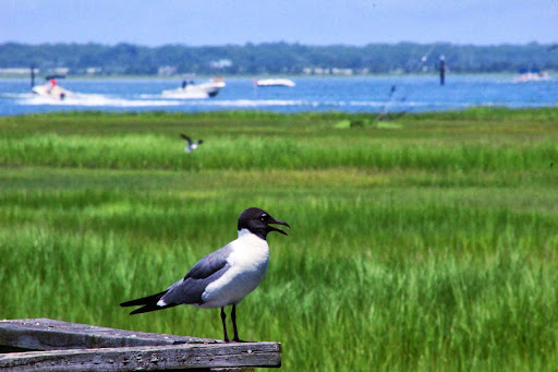 Park «Albert I. Allen Memorial Park», reviews and photos, 2200 Delware Ave, North Wildwood, NJ 08260, USA