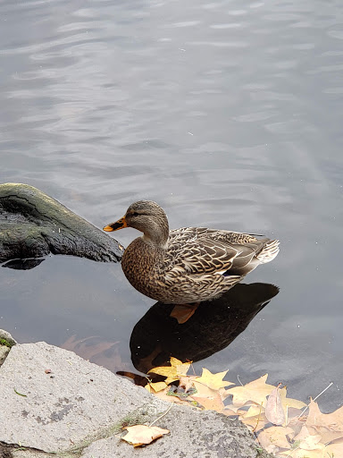 Golf Course «Eastmoreland Golf Course», reviews and photos, 2425 SE Bybee Blvd, Portland, OR 97202, USA