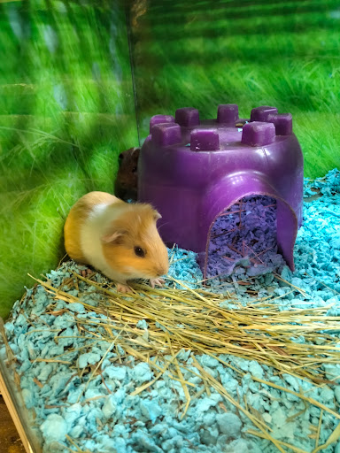 Pet Supply Store «PetSmart», reviews and photos, 4655 Century Blvd, Pittsburg, CA 94565, USA