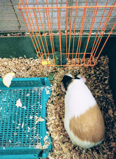 Pet Supply Store «PetSmart», reviews and photos, 1140 W Elliot Rd, Tempe, AZ 85284, USA