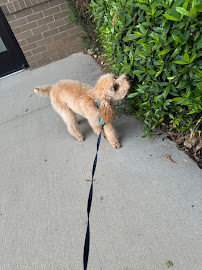 Bubbly Paws - Photo 5 - Car repair in Charlotte, NC, Charlotte