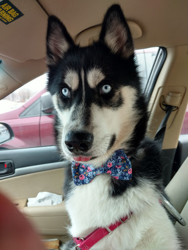 Pet Supply Store «PetSmart», reviews and photos, 4731 Commercial Dr, New Hartford, NY 13413, USA