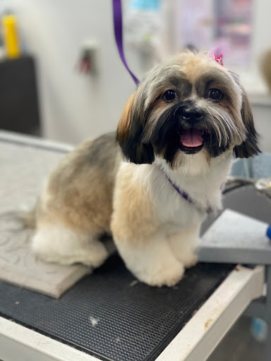 Pet Store «Canine Carousel», reviews and photos, 43135 Broadlands Center Plaza #129, Ashburn, VA 20148, USA