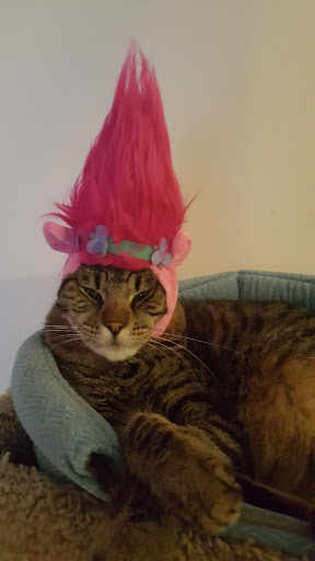 Pet Supply Store «Petco Animal Supplies», reviews and photos, 753 53rd Ave NE, Fridley, MN 55421, USA